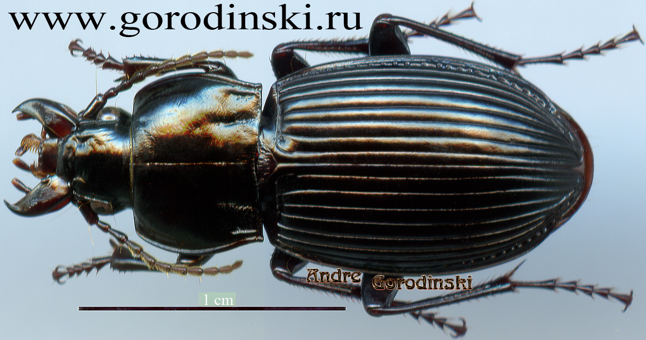 http://www.gorodinski.ru/carabidae/Pterostichus sp.2.jpg